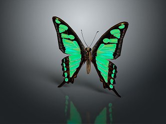 Modern Butterfly Colored Butterfly Tabby Butterfly Leaf Butterfly 3d model