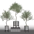 Potted Olive Tree Bonsai in White Planters with Black Stands and Concrete Base