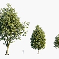 Plants Trees Arbor Landscape Trees 3d model