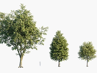 Plants Trees Arbor Landscape Trees 3d model