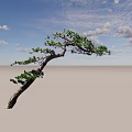Elegant Curved Pine Arbor With Green Needles And Unique Branch Shape