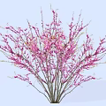 Beautiful Tree With Abundant Pink Flowers Against Light Blue Sky