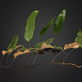Lush Natural Fern Plant With Green And Brown Leaves And Exposed Roots