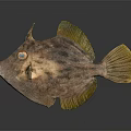 Unique Brown Spotted Fish With Yellow Fins And Large Eyes Against Dark Reflective Surface