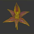 Purple Pink Orchid with Yellow Orange Edged Petals and Black Spotted Center in Dark Background