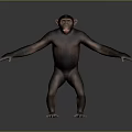 Chimpanzee in standing posture with arms outstretched against gray gradient background 3d model