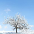 Frost Covered Arbor Branches Against Clear Blue Sky With White Clouds