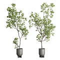 Two Lush Bonsai Trees With Green Leaves And Slender Trunks In Gray Pots
