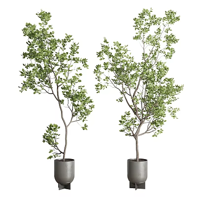 Two Lush Bonsai Trees With Green Leaves And Slender Trunks In Gray Pots 3d model