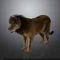 Lion 3D Model in Standing Pose with Brown Fur Black Mane Gray Background Reflective Ground