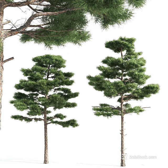 Arbor Trees With Lush Green Canopy And Pine Branches In Natural Growth Forms 3d model 