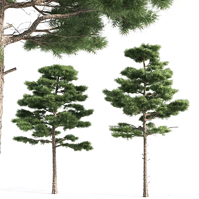 The Modern Tree 3d model