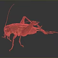 Detailed Realistic Dark Brown Cricket With Long Antennae And Extended Legs