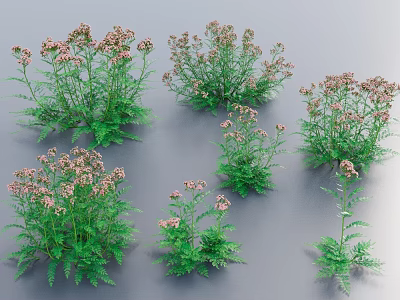 Natural Floral Plants Display With Green Leaves And Pink Small Flowers In Various Sizes 3d model