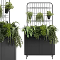 Bonsai Potted Plants Display With Lush Green Foliage In Black Cabinet And Metal Rack