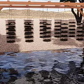 Aquatic Animals In Hanging Black Cages Under Wooden Frame Over Water With Sandy Ground