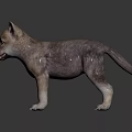 Curious Gray Puppy Standing On Black Reflective Surface With Alert Expression 3d model