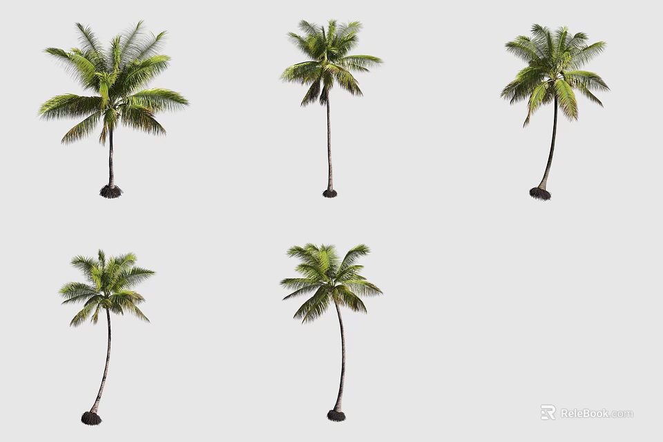 Tall Palm Trees With Green Fronds Isolated On Gray Background In Different Angles 3d model 
