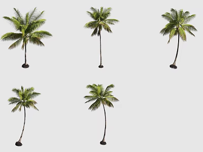 Tall Palm Trees With Green Fronds Isolated On Gray Background In Different Angles 3d model