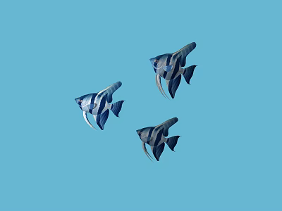 Three Blue and Black Striped Fish Swimming in Blue Background 3d model