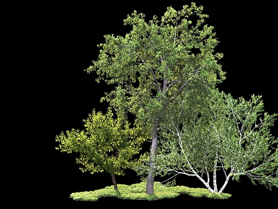 Three Green Leafy Trees With Different Trunk Colors And Lush Grass 3d model