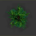 Tall Green Pine Tree With Brown Trunk And Lush Green Needles Isolated On Dark Background
