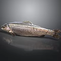 Whole Spotted Fresh Fish On Dark Surface With Natural Details And Light Reflection
