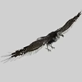 Majestic Eagle Spreading Wings with Detailed Feathers in Flight Stance Against Neutral Background
