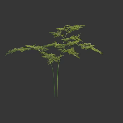 Modern asparagus dwarf asparagus Asparaginaceae climbing plants 3d model