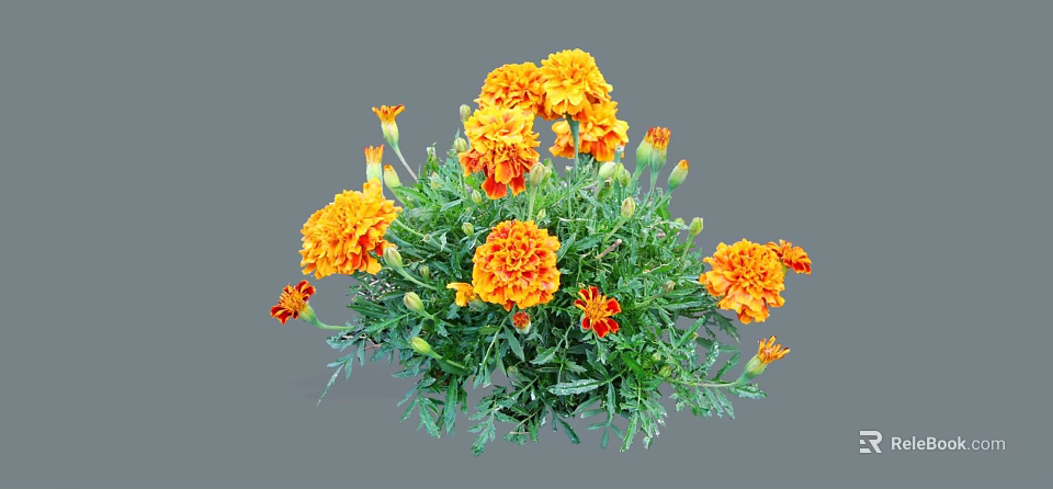 Vibrant Marigold Flowers with Orange Yellow Petals and Lush Green Leaves in Full Bloom 3d model 