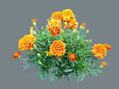 Vibrant Marigold Flowers with Orange Yellow Petals and Lush Green Leaves in Full Bloom 3d model