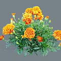 Vibrant Marigold Flowers with Orange Yellow Petals and Lush Green Leaves in Full Bloom