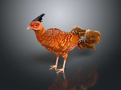 Orange Red Bird With Black Crest And Red Eyes Standing Gracefully 3d model
