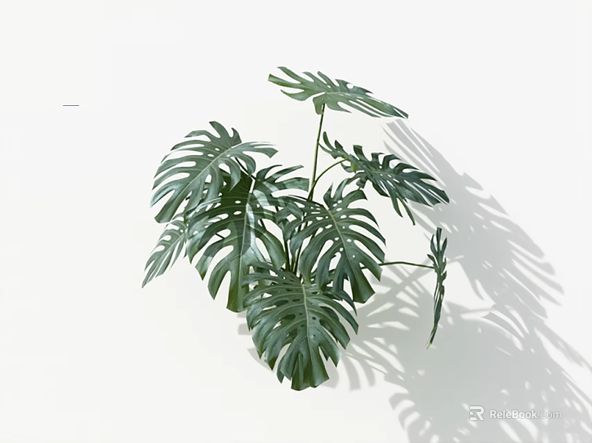 Monstera Plant With Large Hole Patterned Leaves Against White Background And Shadow 3d model 