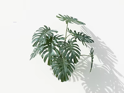 Monstera Plant With Large Hole Patterned Leaves Against White Background And Shadow 3d model