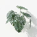 Monstera Plant With Large Hole Patterned Leaves Against White Background And Shadow 3d model