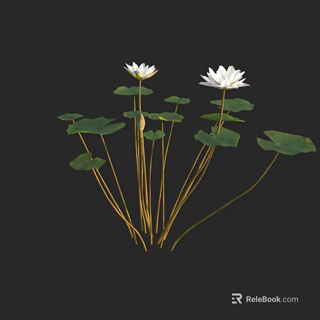 Fresh White Lotus Flowers With Green Leaves And Yellow Stems On Black Background 3d model 