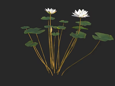 Fresh White Lotus Flowers With Green Leaves And Yellow Stems On Black Background 3d model