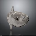 Ocean Sunfish with Grayish White Spotted Body Blue Eyes and Rounded Form