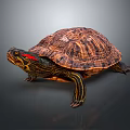 Detailed Close Up of Vibrant Turtle with Patterned Shell and Red Striped Head