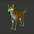 Orange and white Shiba Inu standing on reflective surface with gray background