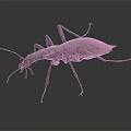 Detailed View Of Metallic Brown Beetle With Long Legs Isolated On Dark Background
