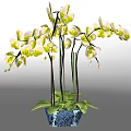 White And Green Orchids In Blue White Patterned Vase For Home Decor