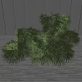 Lush Green Shrub With Foliage On Wooden Floor Against Dark Vertical Wall
