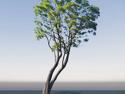 Tall Arbor With Green Leaves And Curved Trunk Against Blue Sky 3d model