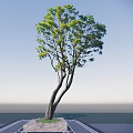 Tall Arbor With Green Leaves And Curved Trunk Against Blue Sky