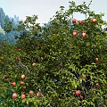 Lush Orchard Garden Landscape With Fruit Trees Red Fruits Green Grass And Distant Mountains