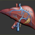 3D Rendered Human Liver Anatomy with Red Tissue Blue Blood Vessels and Gallbladder