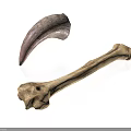 Realistic Animal Horn And Bone Displayed Isolated On White Background