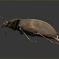 Close Up View Of Shiny Iridescent Beetle With Metallic Sheen On Dark Background